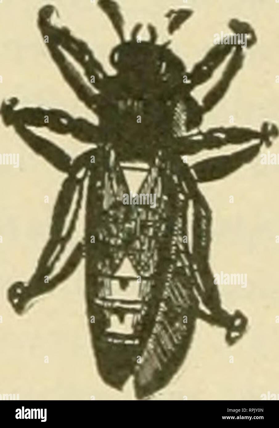 . American bee journal. La cultura delle api; le api. 50 UN MESE ACQUISTA I A Cmitk ^ visibile la scrittura di L- U. Omllll perfetta solo macchine di dimensioni standard con tastiera standard universale a disposizione ha Backspacer--Tabulatore due nervatura colore- bon-Ball Bearingconstruction-ogni comodità operativa. Cinque giorni di prova gratuita. Completamente garantita. Catalogo e prezzo speciale gratuita, H. A. SMITH, 314-231 Nord Fifth Avenue, Chicago, Illinois regine della capacità di qualità del mio yard oltre 1000 Queens un mese dopo venti anni di accurata selezione e allevamento. Ora ho un ceppo di api che non possono essere distinti da qualsiasi. Il mio regine Foto Stock