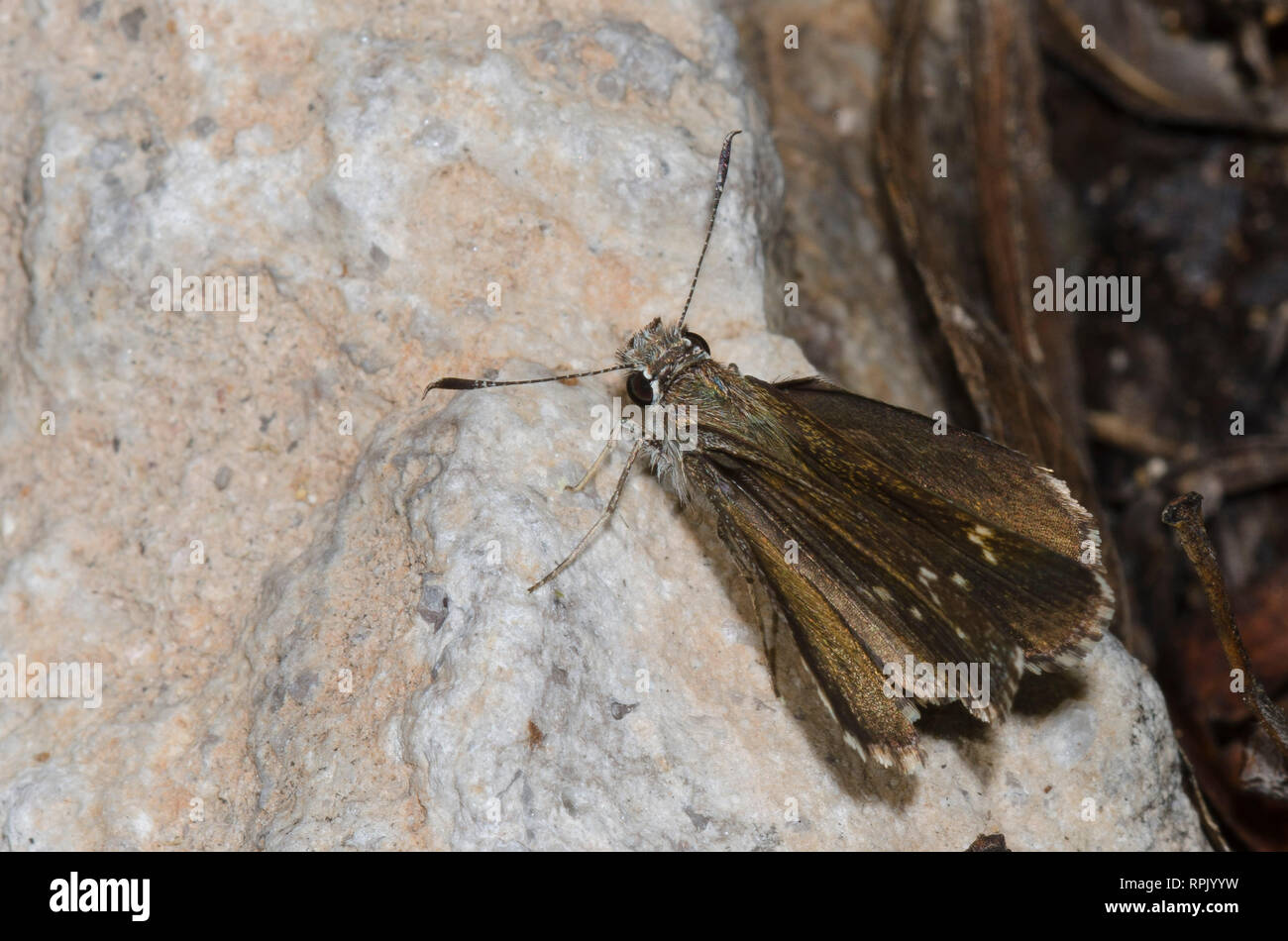 Grande Skipper stradale, exoteria Amblyscirtes Foto Stock