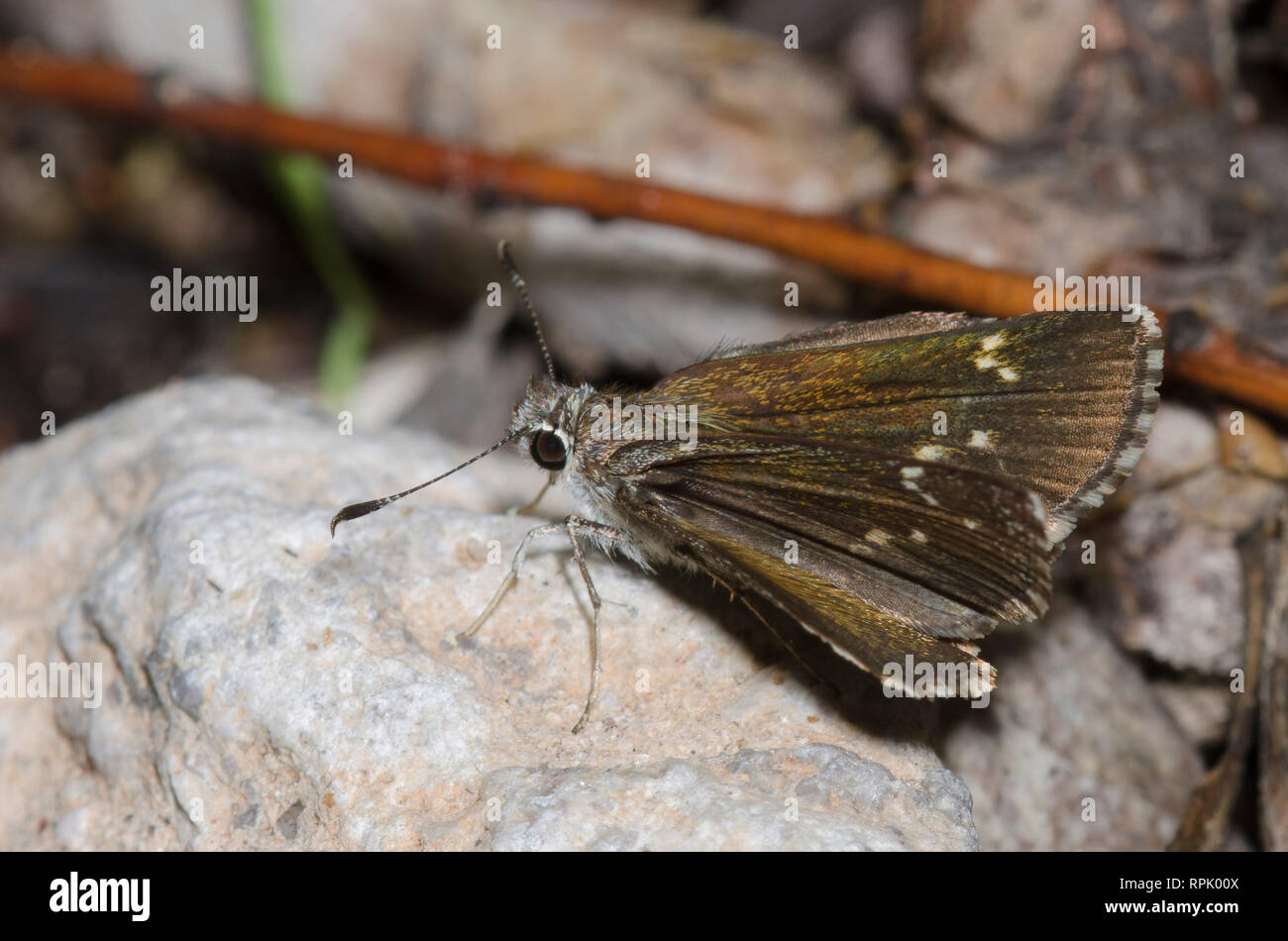 Grande Skipper stradale, exoteria Amblyscirtes Foto Stock
