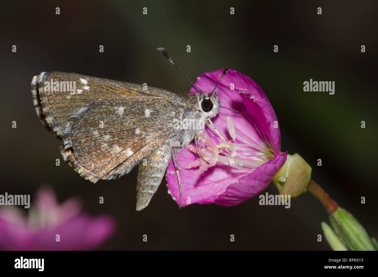 Grande Skipper stradale, exoteria Amblyscirtes, nectaring Foto Stock