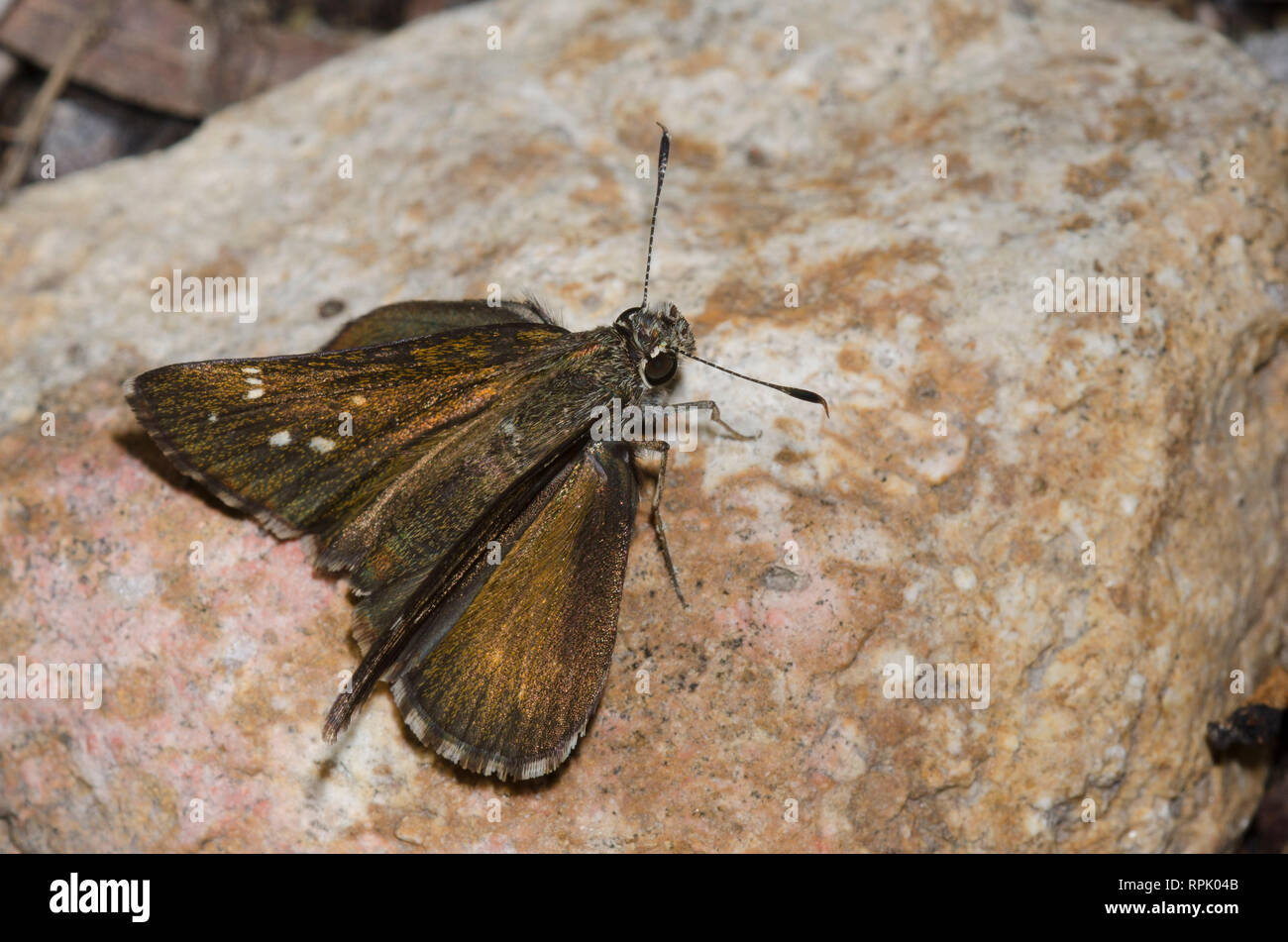 Grande Skipper stradale, exoteria Amblyscirtes Foto Stock