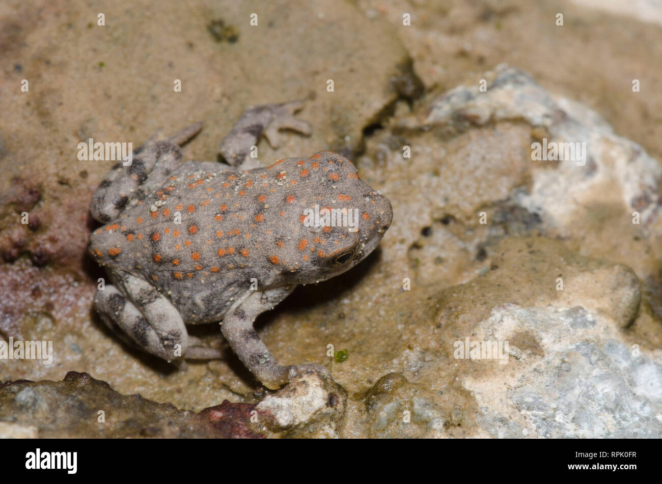 Red-spotted Toad, Anaxyrus punctatus Foto Stock