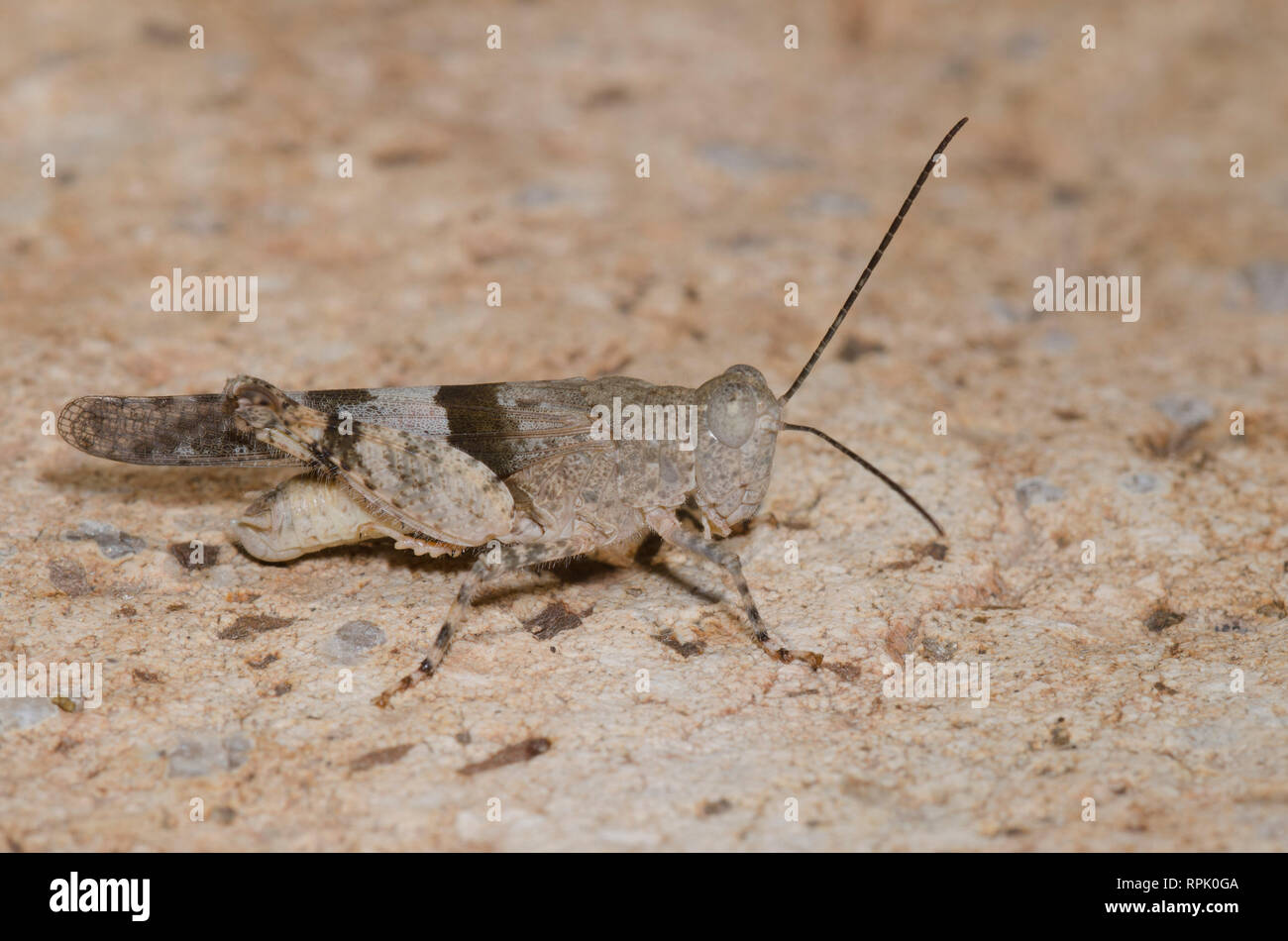 Arroyo Grasshopper, Heliastus benjamini, maschio Foto Stock