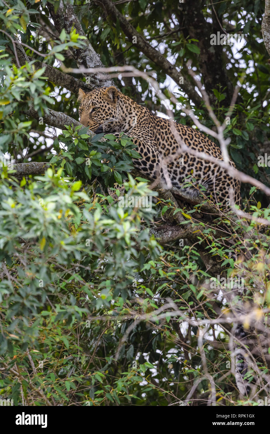 Leopard africani in agguato su un albero. Masai Mara, Kenya Foto Stock
