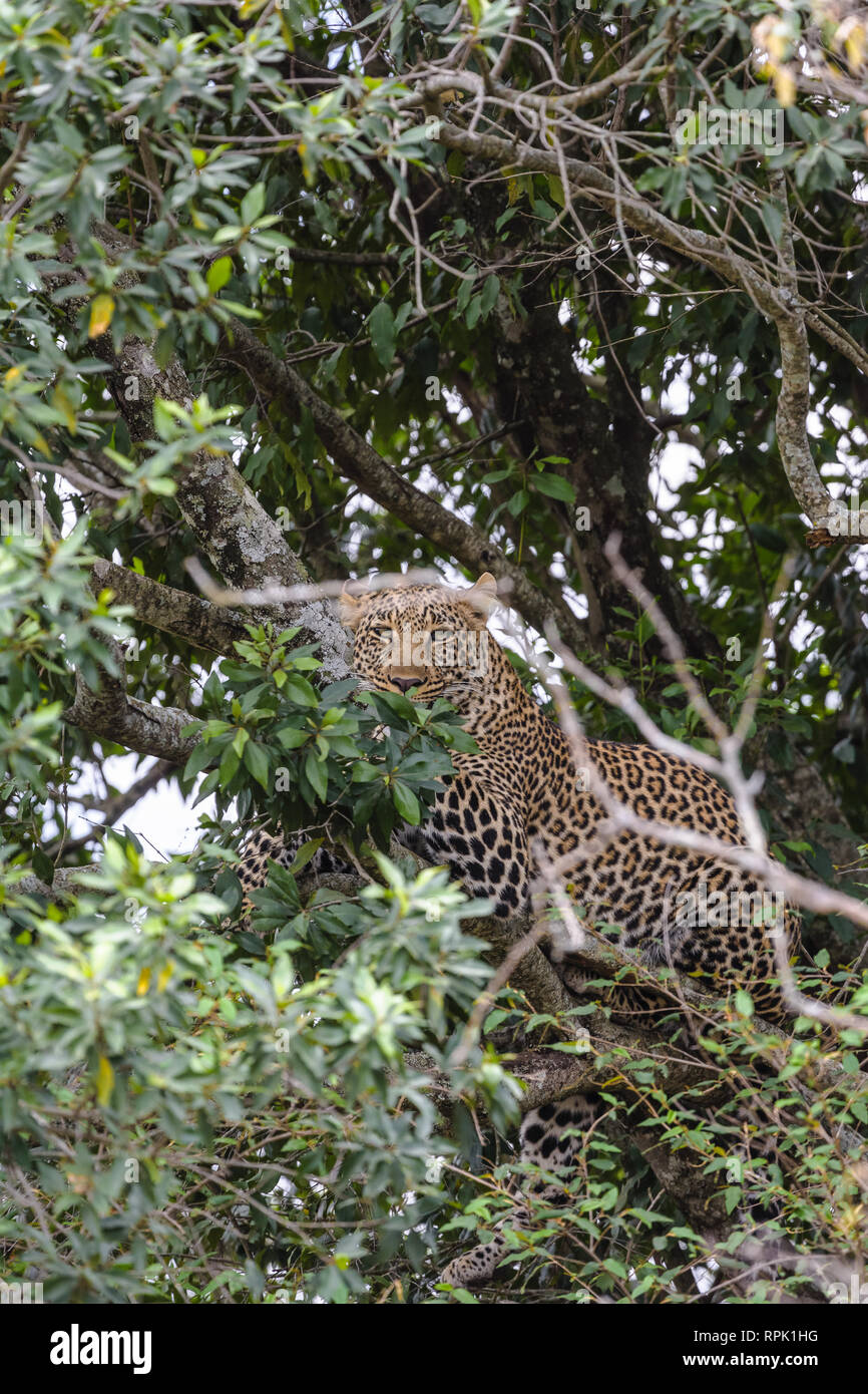 Leopard africani sull'albero. Masai Mara, Kenya Foto Stock