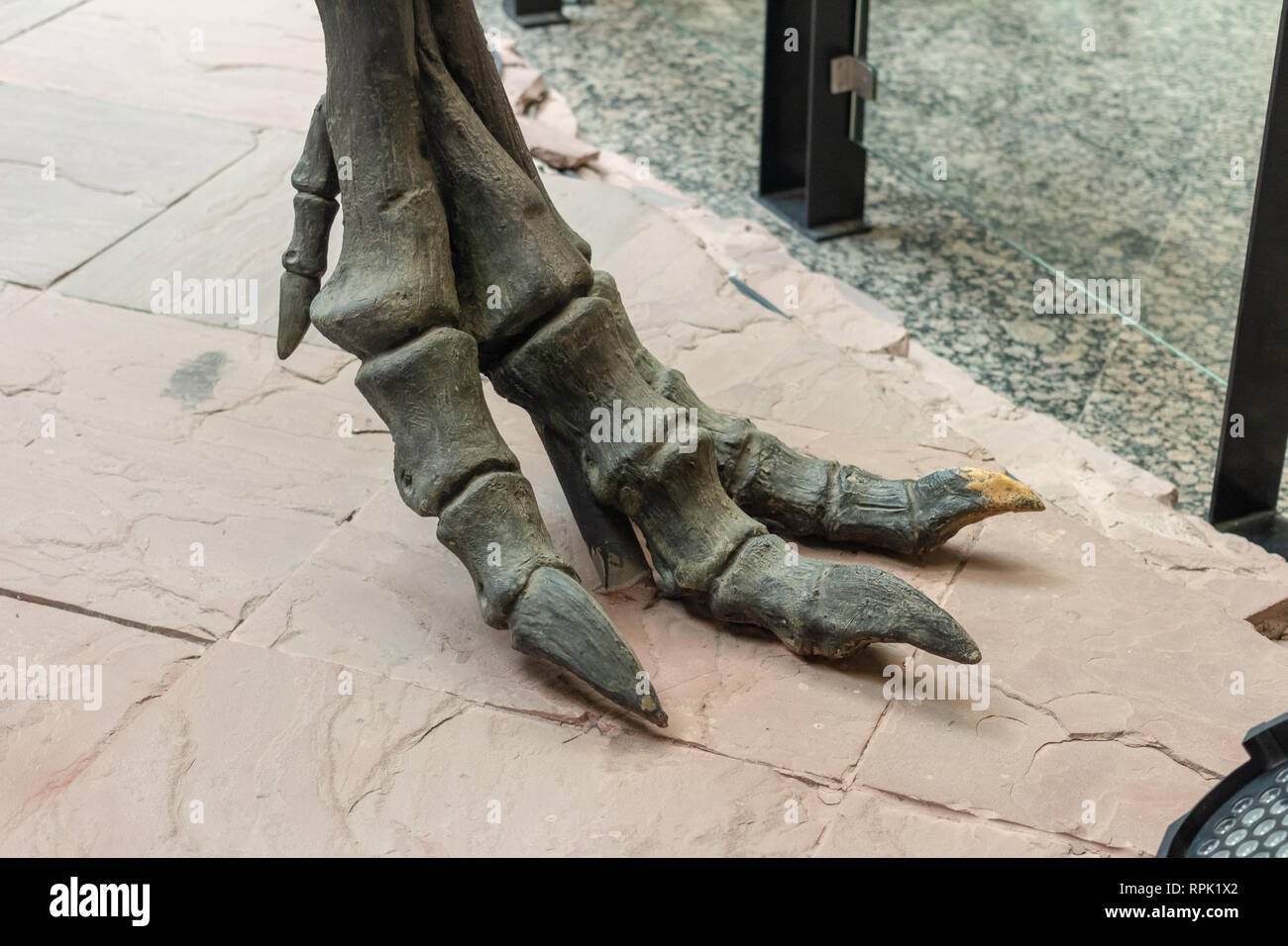 Piede di dinosauri artiglio di osso antico Foto Stock