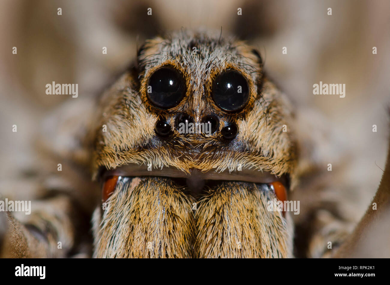 Carolina Wolf Spider, Hogna carolinensis Foto Stock