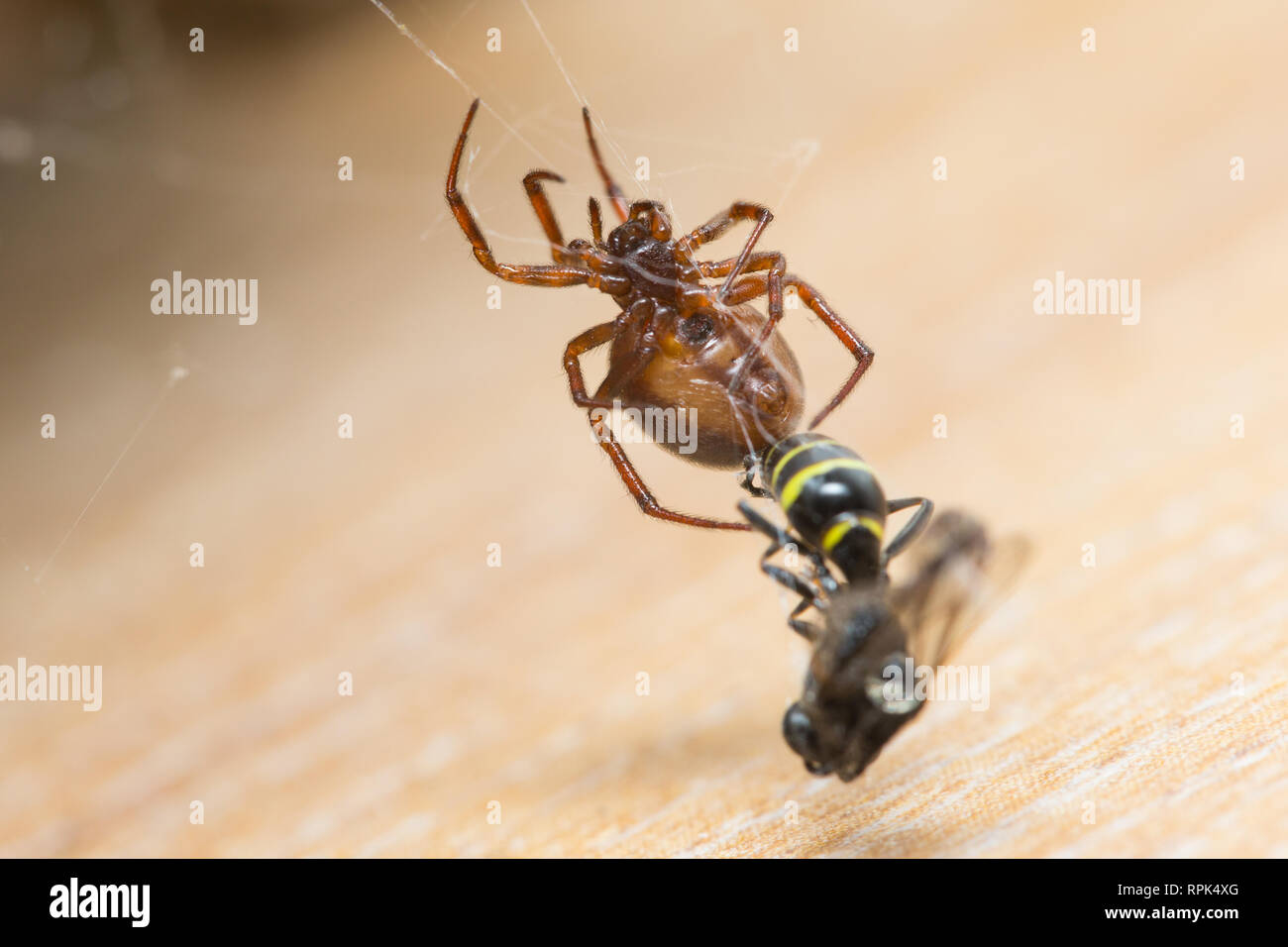 Cob-web spider con la preda in ambienti interni Foto Stock