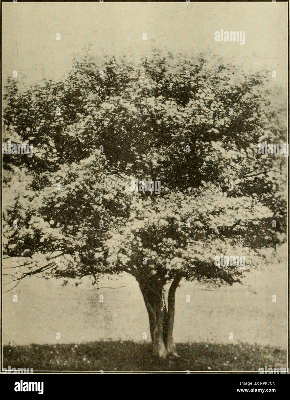 . American bee journal. La cultura delle api; le api. Novembre, 1916. 373 American Vae ufficiale vul- può solo dire che ogni anno sono get- ting per essere più del parere che avrebbe pagato noi per dare sempre due scuote. Markham, Ont. n. 22.-l'Honey-Producing piante da FRANK C. PELLETT. {Ph(&GT;toErat&GT;hi bv l'autore.) Tutte e tre le immagini che illustrano questo articolo sono state prese dalla scrittrice durante la sua recente visita a Ontario. La figura 91, il primo mostrato è il Segugio del comune di lingua, Cyno- glossiim oflicinale, un erbaccia introdotto dall'Europa. Essa prende il nome dalla forma e consistenza della foglia. Foto Stock