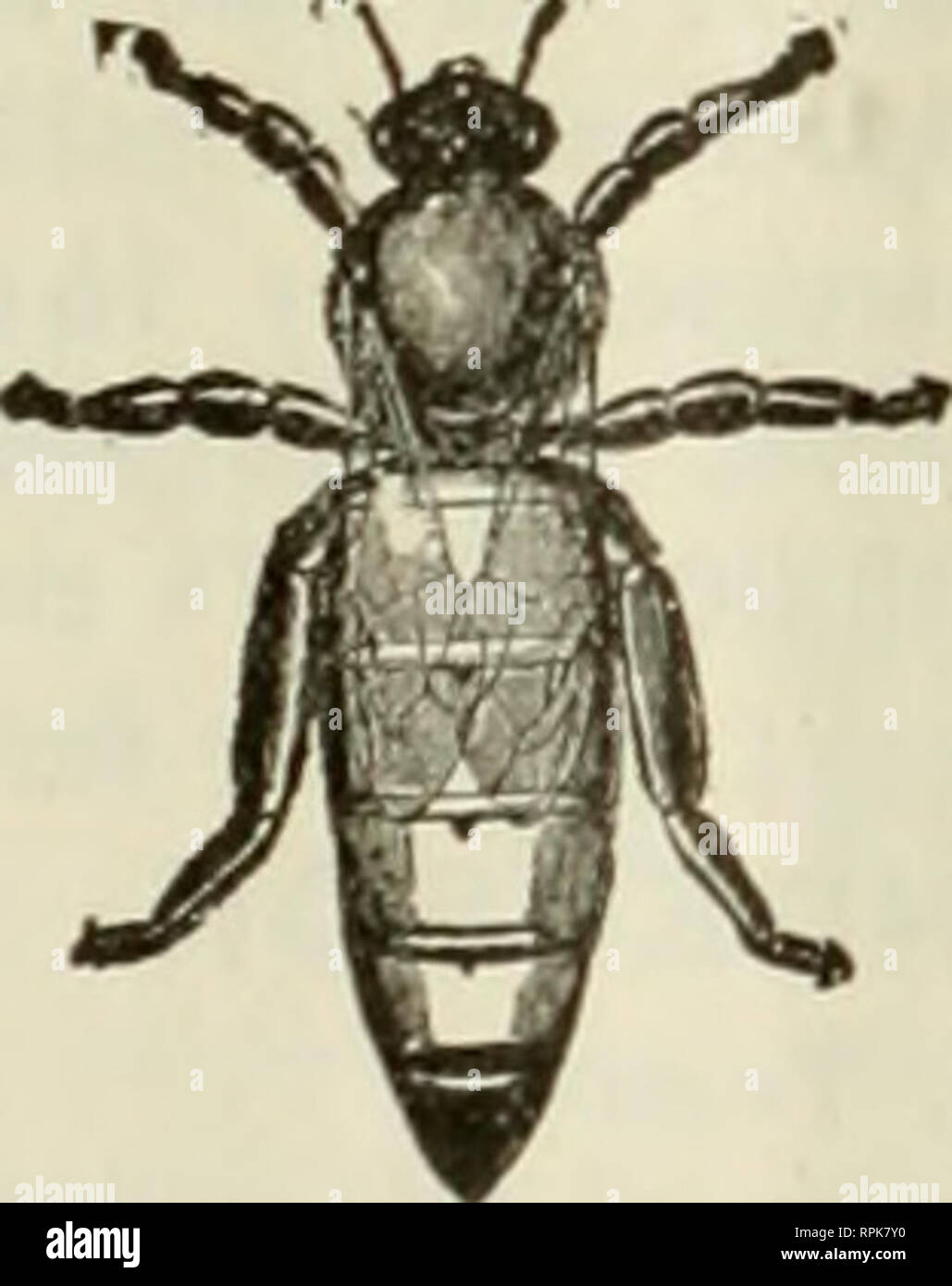 . American bee journal. La cultura delle api; le api. " // Merce sono ricercati Quick Invia a Pouder. " E.ST.BLISHED ;?89 Bee-Supplies. La radice di merci in Indiana alveari standard con i più recenti miglioramenti, Danzenbaker alveari. Honey-Bo.xes, fondazione di pettine e tutto ciò che viene utilizzato in bee-cantiere. Ampio catalogo illustrato spedita liberamente. Migliori Trifoglio bianco E.xtracted miele per la vendita in qualsiasi quantità desiderata. WALTER S. POUDER, 859 Massachusetts Avenue, Indianapolis. Ind. Tennessee-Bred Queens 37 Yeai di esperienza, razza S-band solo italiani. 1 Novembre al 1 luglio | 1 luglio a nov. 1 1 1 6 18 1 6 18 $1 Foto Stock