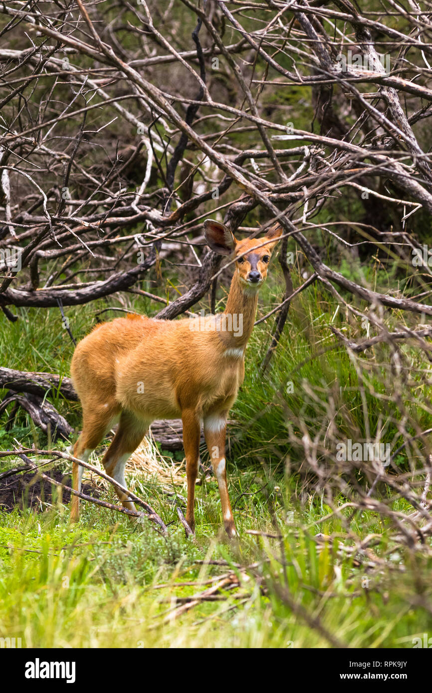 Marrone chiaro bushbuck antilope sul bordo della foresta. Kenya Foto Stock