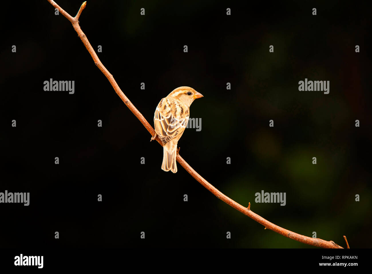 Casa passero, Passer domesticus, Hampi, Karnataka, India Foto Stock