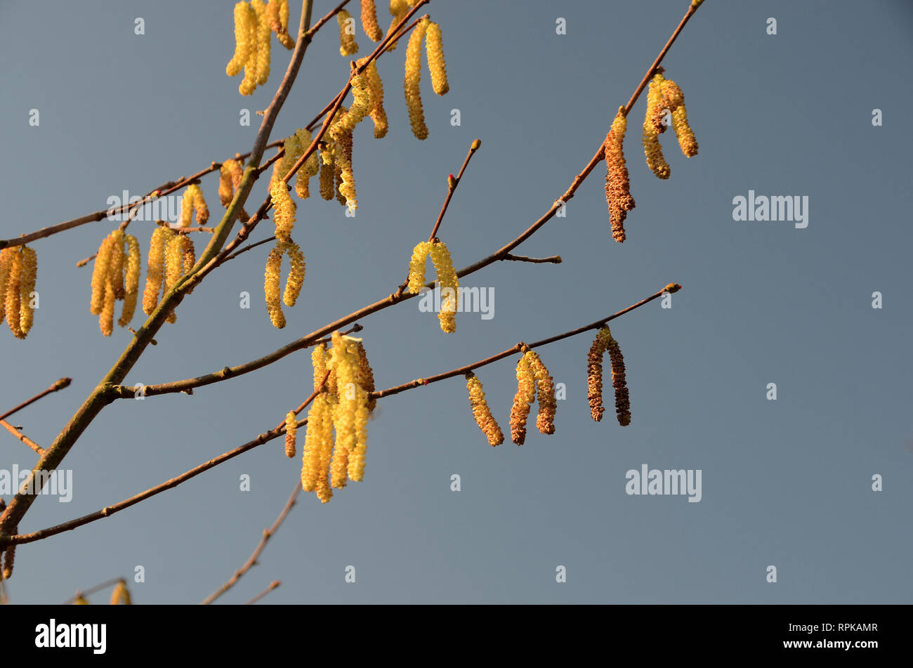 Nocciolo comune guide da appendere un ramoscello, con il cielo azzurro come sfondo. Essi hanno già rilasciato il loro polline. Foto Stock