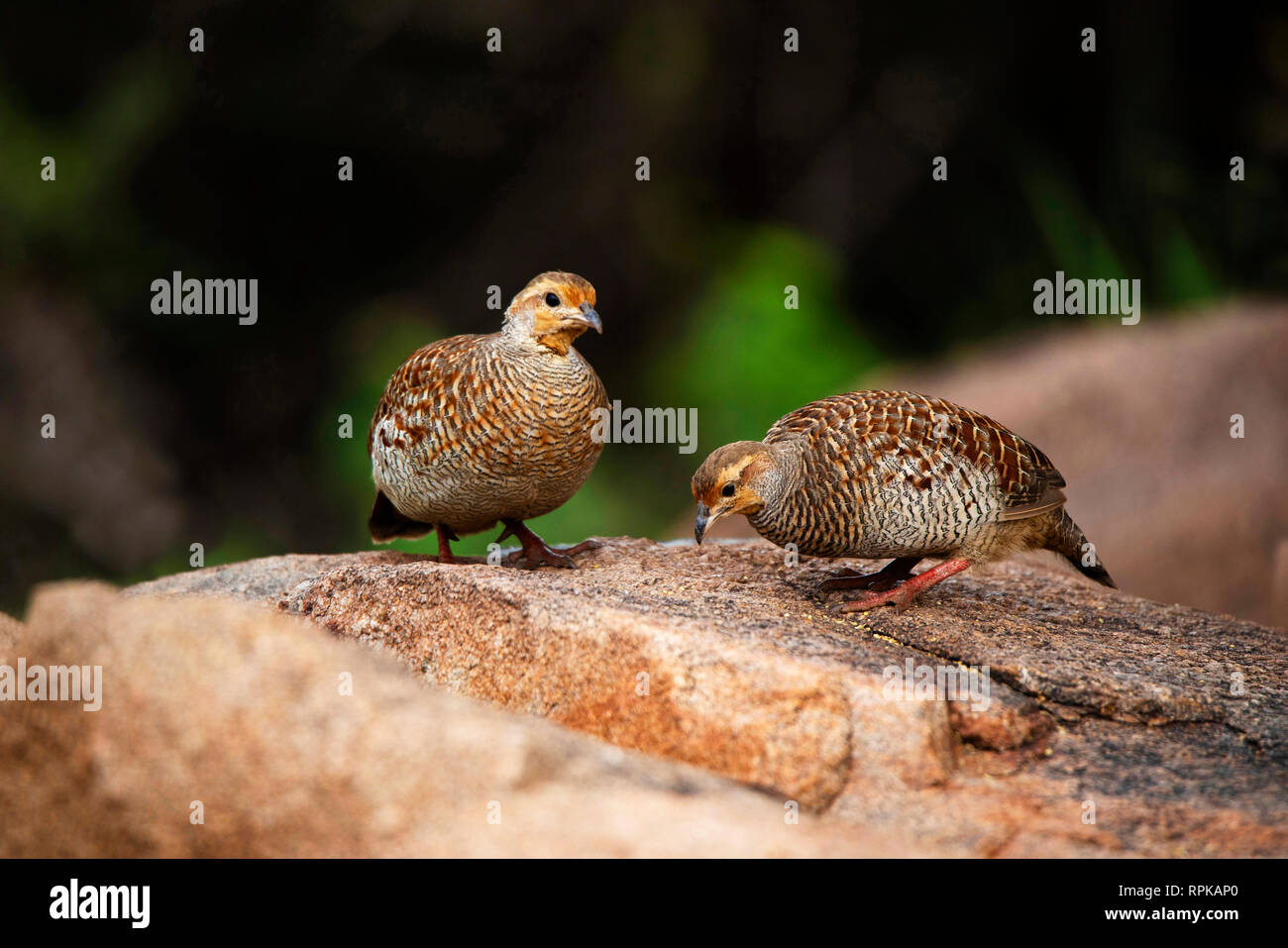 Grigio, Francolin Francolinus pondicerianus, Hampi, Karnataka, India Foto Stock