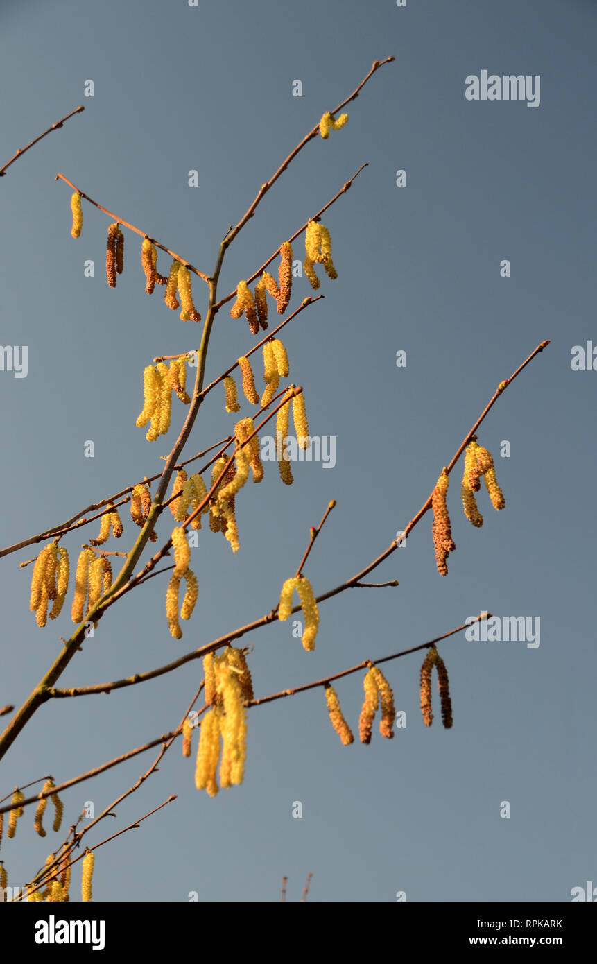 Nocciolo comune guide da appendere un ramoscello, con il cielo azzurro come sfondo. Essi hanno già rilasciato il loro polline. Foto Stock