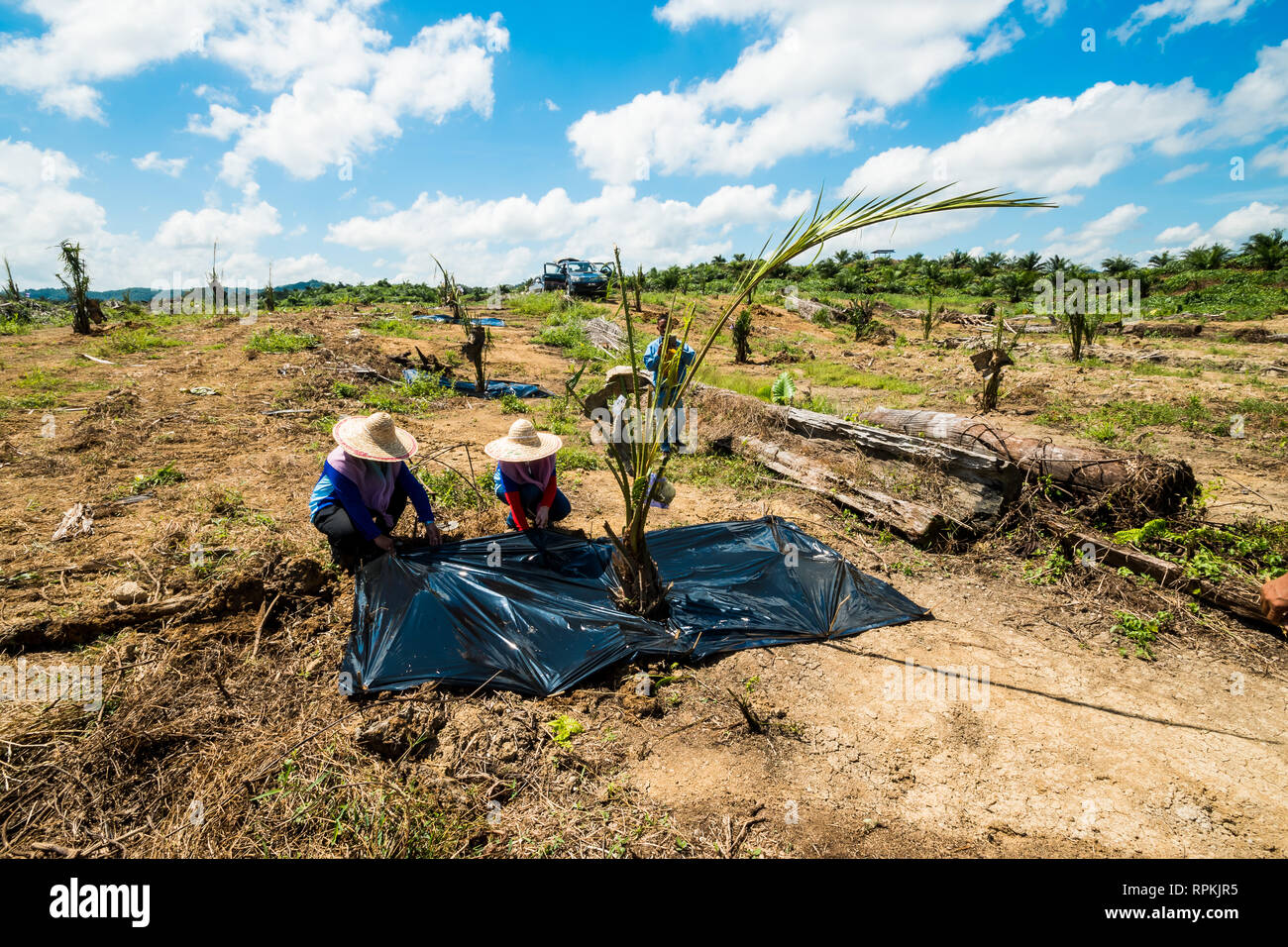 La pacciamatura plastica utilizzati nelle nuove piantate palme da olio materiale per weed infesatation controllo, tempreture del suolo e controllo del suolo controllo mosture Foto Stock