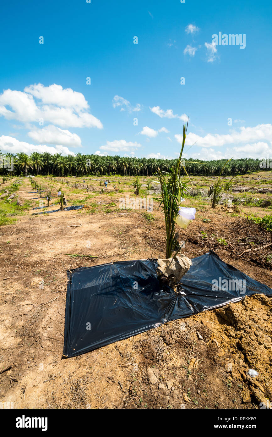 La pacciamatura plastica utilizzati nelle nuove piantate palme da olio materiale per weed infesatation controllo, tempreture del suolo e controllo del suolo controllo mosture Foto Stock