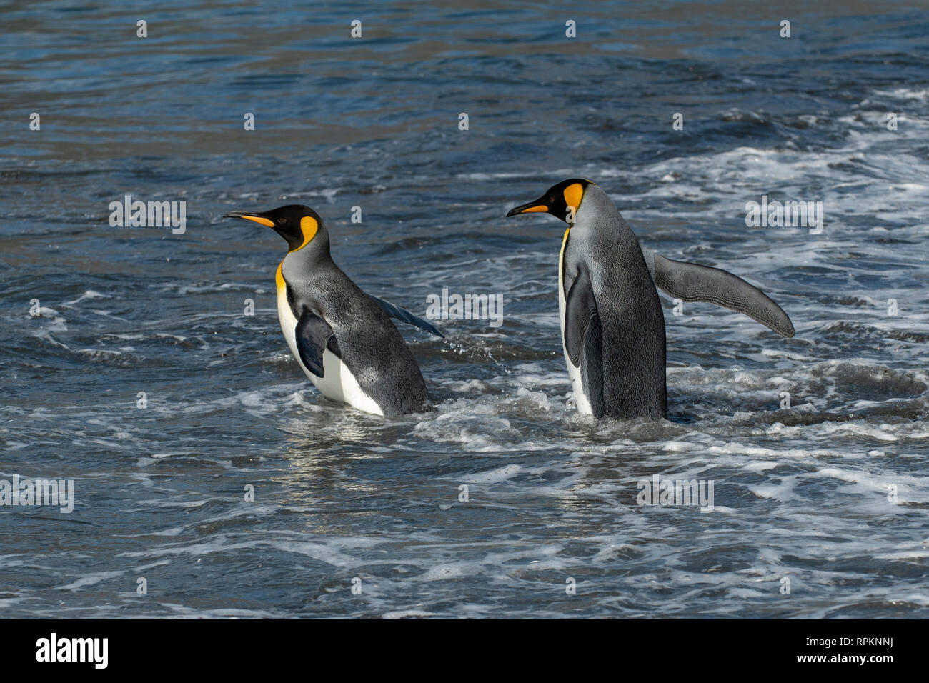 Re pinguini off a pesce, Aptenodytes patagonica, oro Harbour, Georgia del Sud Foto Stock