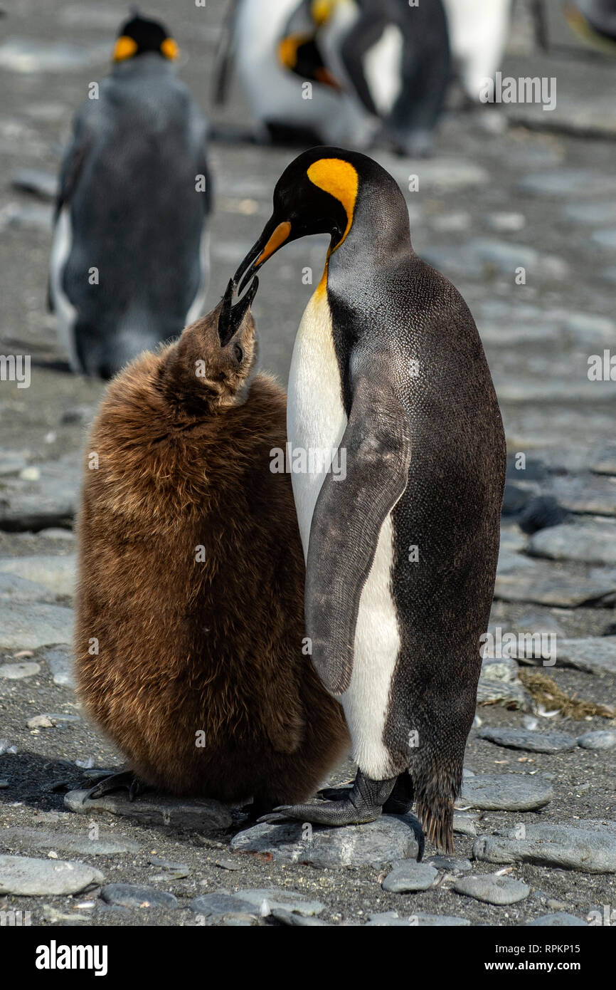 Re pinguino pulcino di alimentazione, Aptenodytes patagonica, oro Harbour, Georgia del Sud Foto Stock