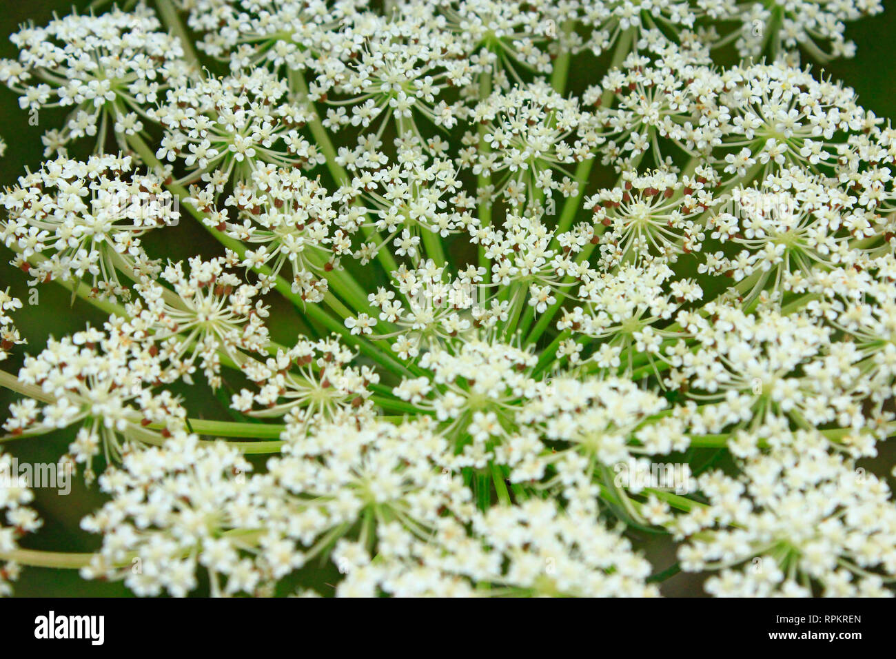 Fioriture selvatiche di carota. Foto macro di carota selvatica. Fiori bianchi di Daucus carota closeup. Fiori di campo Fioritura in estate. Fiore a base di erbe Foto Stock