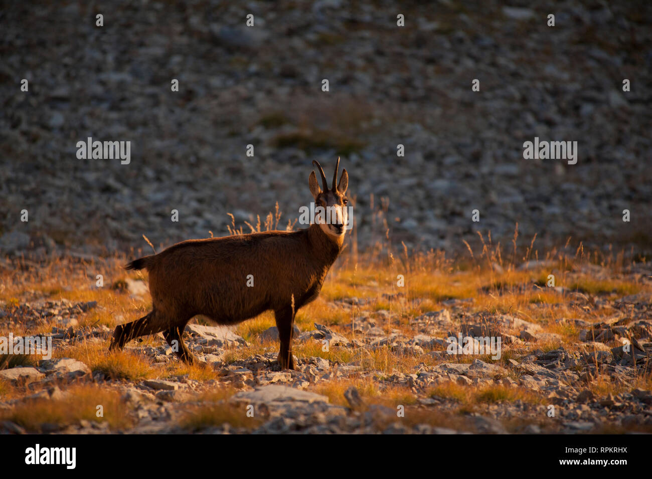 Zoologia, mammifero / di mammifero, Rupicapra, Camosci (Rupicapra rupicapra), in piedi, montagna, Col de , Additional-Rights-Clearance-Info-Not-Available Foto Stock