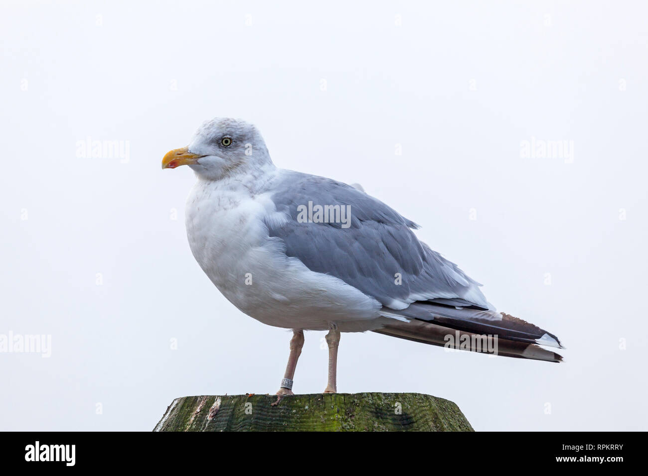 Zoologia / animali, uccelli / uccelli (Aves), (europeo) Aringa Gabbiano (Larus argentatus), Travemuende, Lueb, Additional-Rights-Clearance-Info-Not-Available Foto Stock