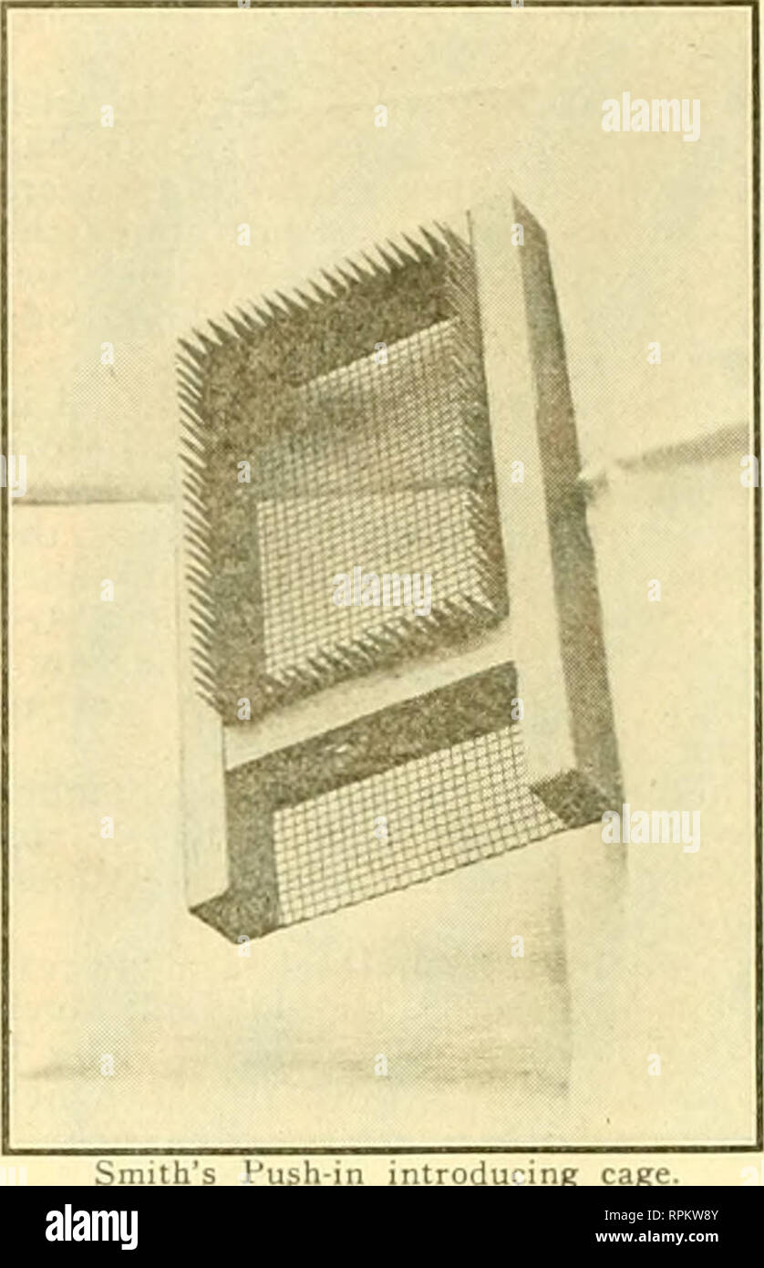 . American bee journal. La cultura delle api; le api. 58 AMERICAN BEE JOURNAL Febbraio può essere irritati dal repentino cur- affitto di aria o dal freddo che ex- pone la sua nidiata di pericolo. Qui è un fatto che dimostra che le api non sono dirette da la tinta tanto come dai riflessi colorati di ob- jectSJ lor il riflesso può essere simile quando, al nostro occhio, i colori sono dis- simile. Ho avuto un apiario a Tunisi dove, da maggio fino a novembre, sotto un sole cocente, il cielo rimane relent- lessly blu, e dove le case sono estremamente bianco, essendo ogni anno sbiancate alla calce. Molti dei miei alveari sono stati separati dal Foto Stock