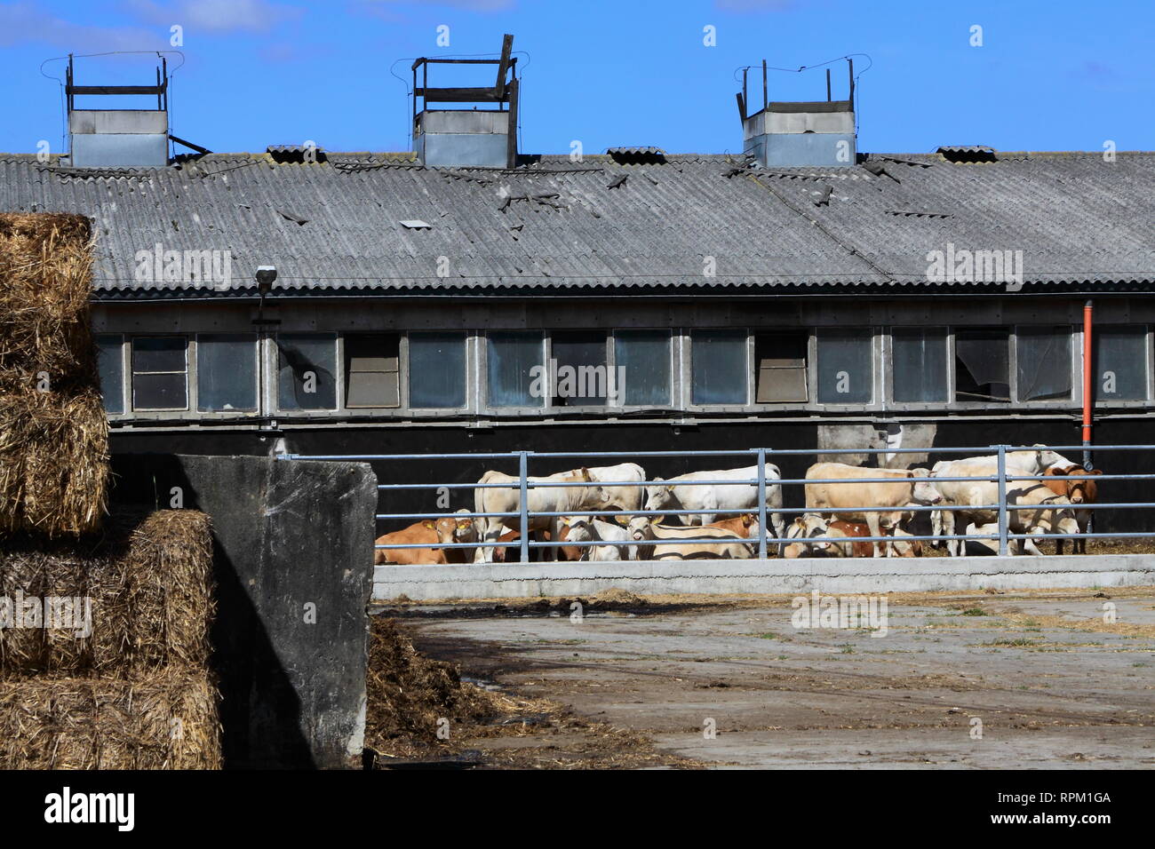 Azienda agricola della mucca Foto Stock