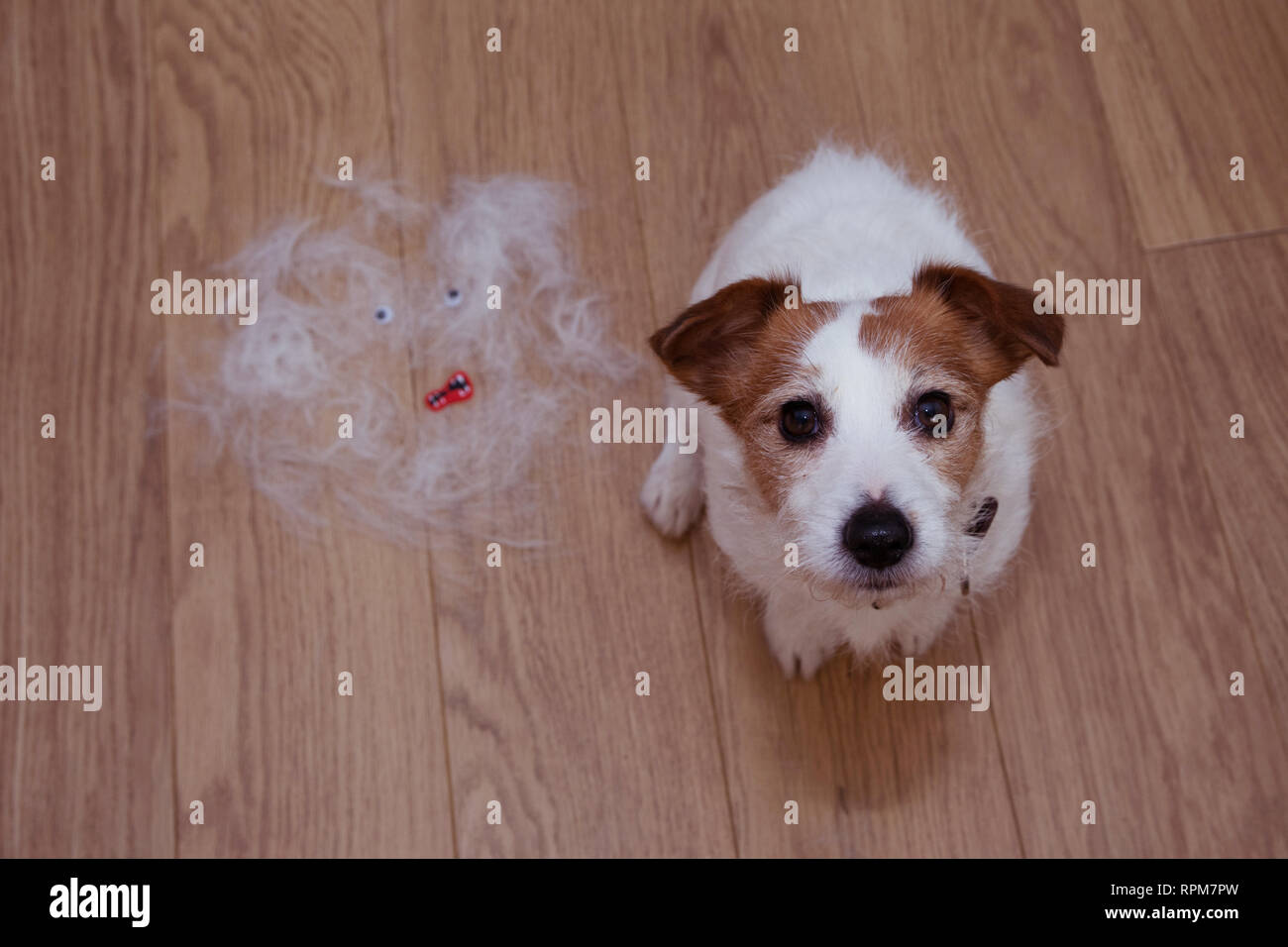 Un peloso jack russell cane, versando i capelli durante il MOLT stagione, dopo il suo proprietario spazzolato o toelettatura guardando verso l'alto. Foto Stock