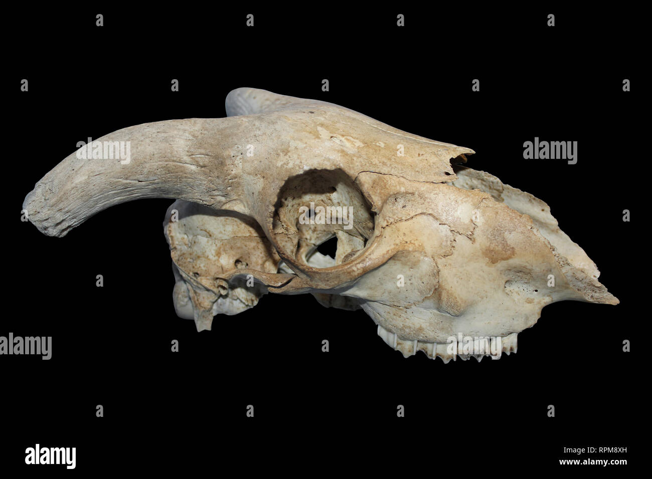 Pecore cranio isolato su sfondo nero Foto Stock