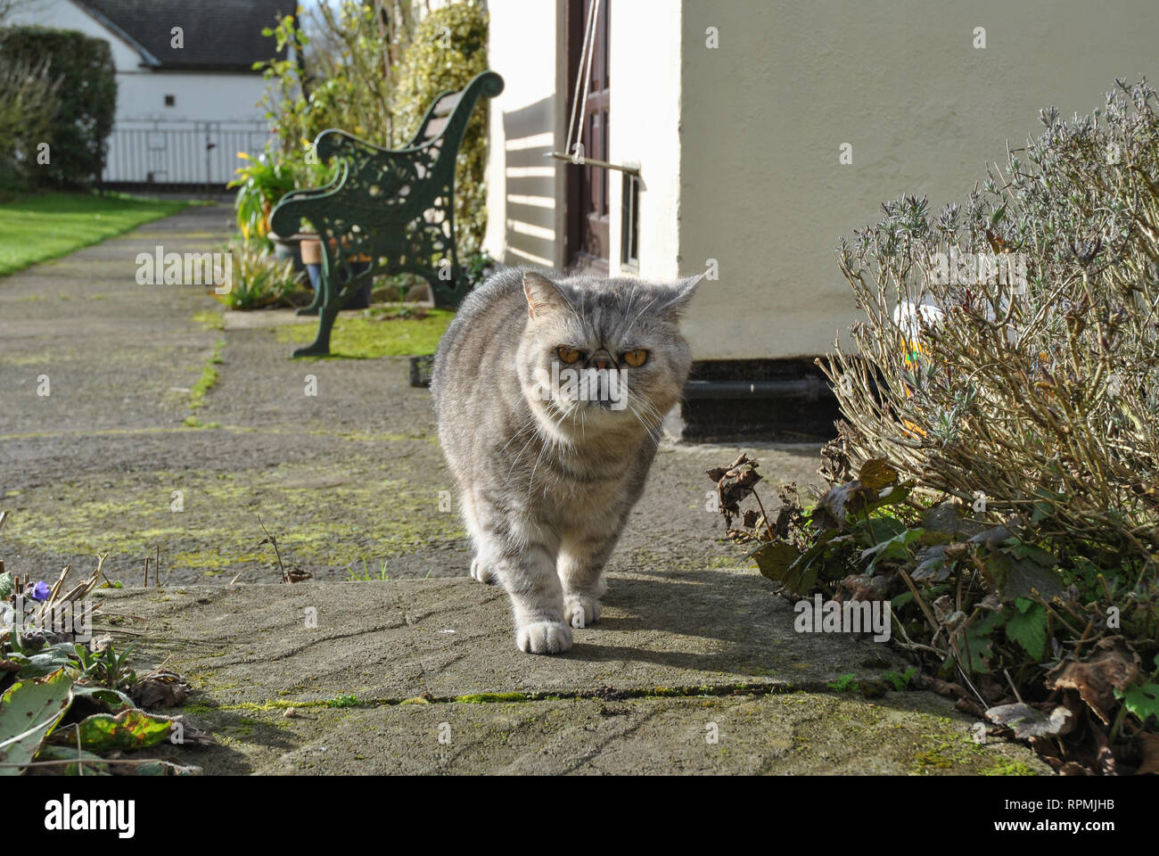 Un Exotic Shorthair silver tabby cat a piedi lungo un percorso di giardino Foto Stock