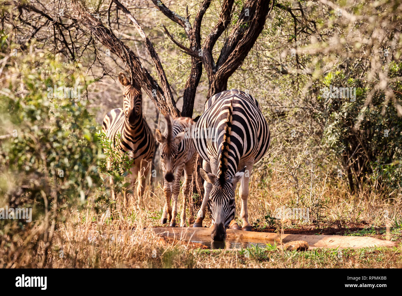 Famiglia Zebra a waterhole Hlane Game Reserve, dello Swaziland Foto Stock