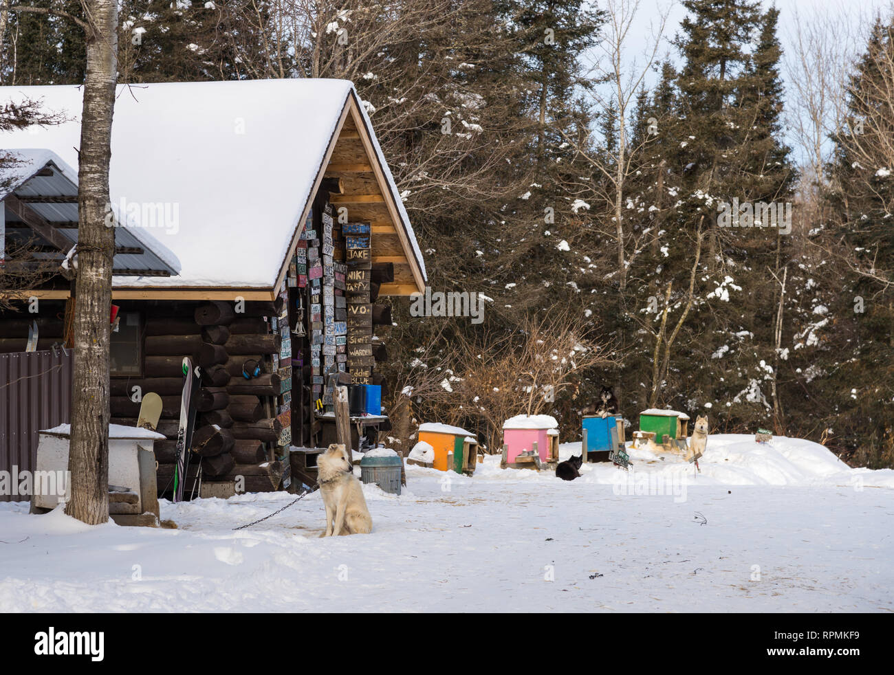 Cani da slitta nella parte anteriore di una coperta di neve cabina in legno. Duluth, Minnesota, Stati Uniti d'America. Foto Stock
