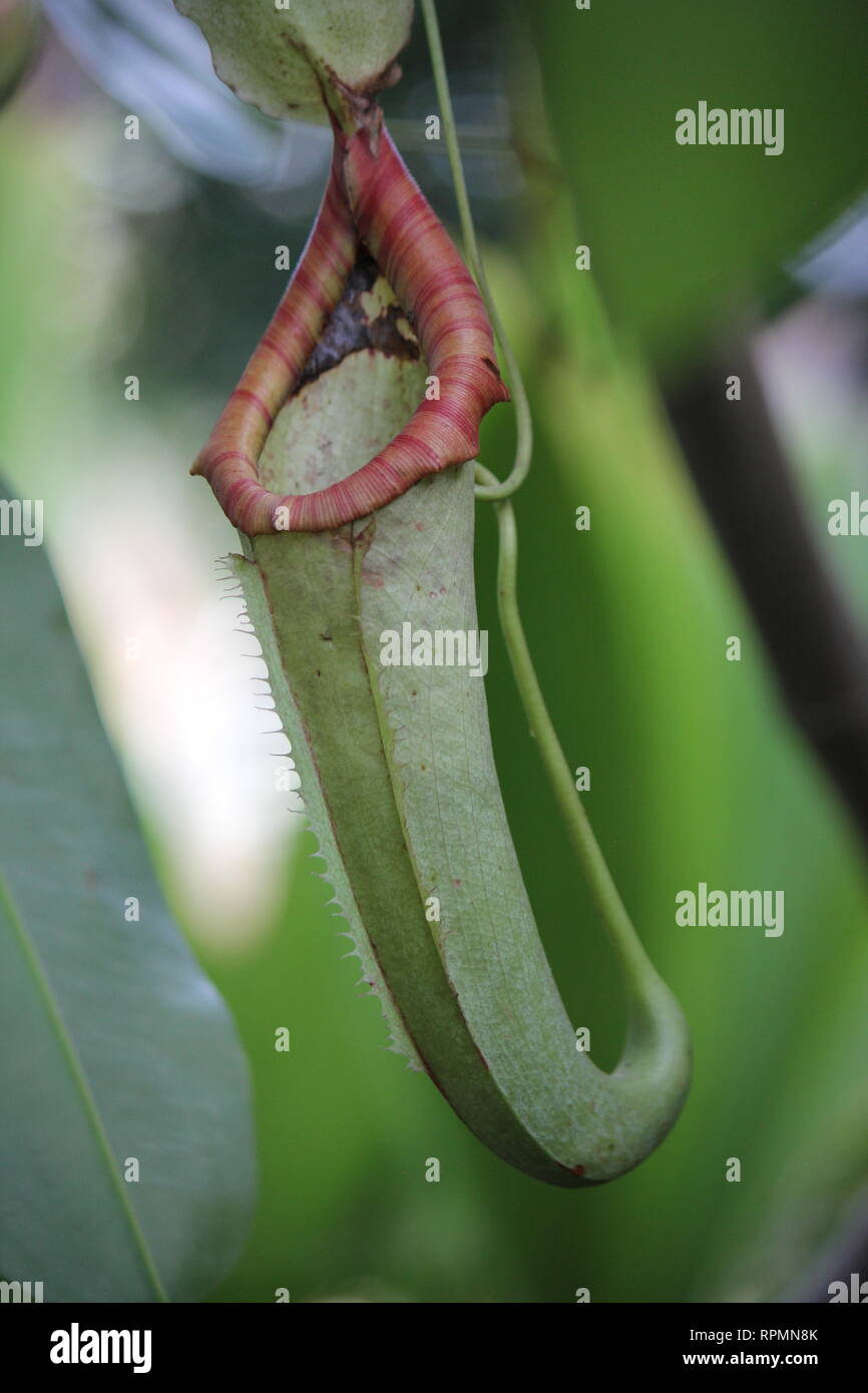 Impeccabile, stupefacente in pericolo critico nepenthes aristolochioides x ventricoli pianta ibrida che cresce nella foresta tropicale. Foto Stock