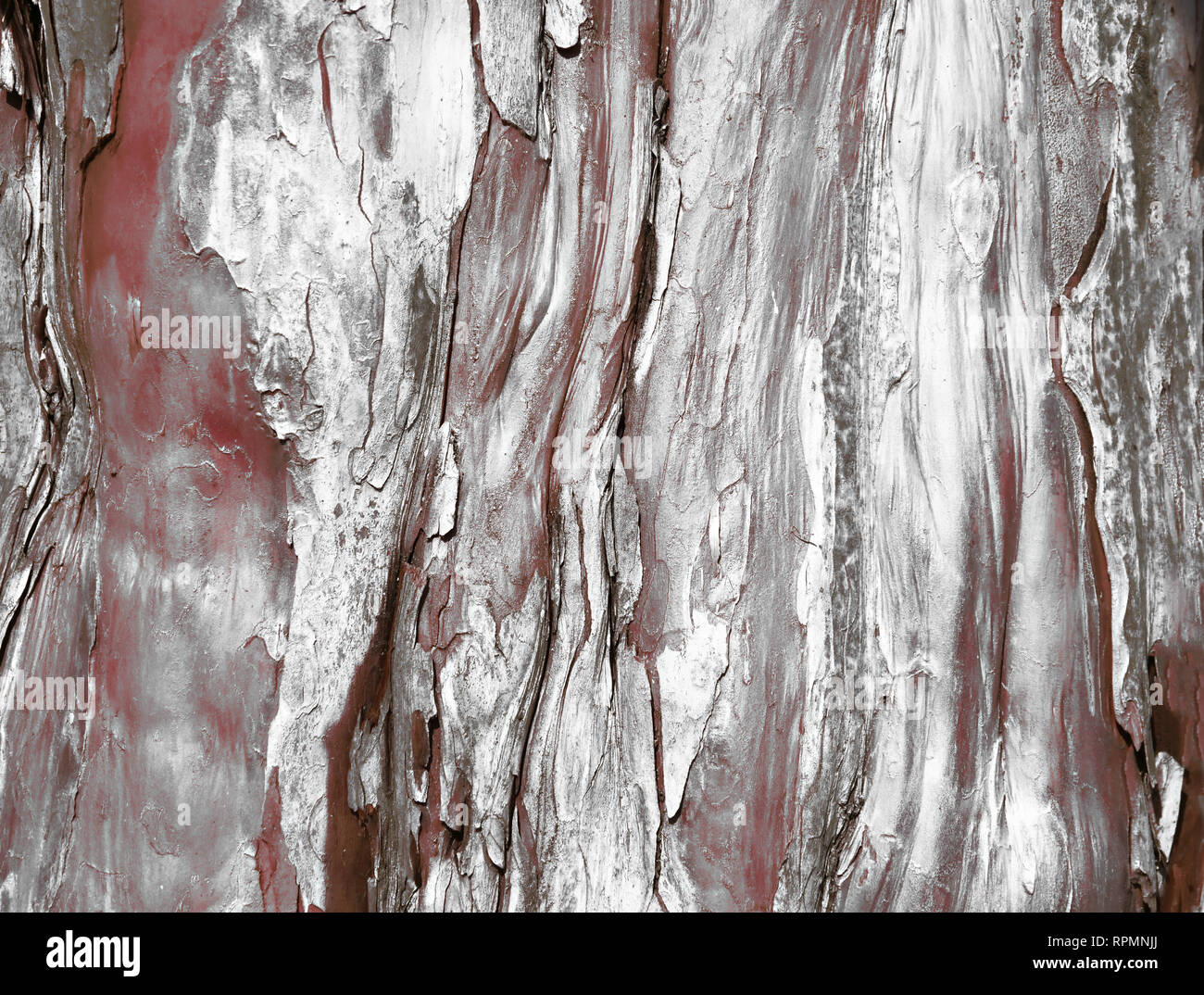 Estratto di corteccia di albero in rosso scuro con effetto argento Foto Stock