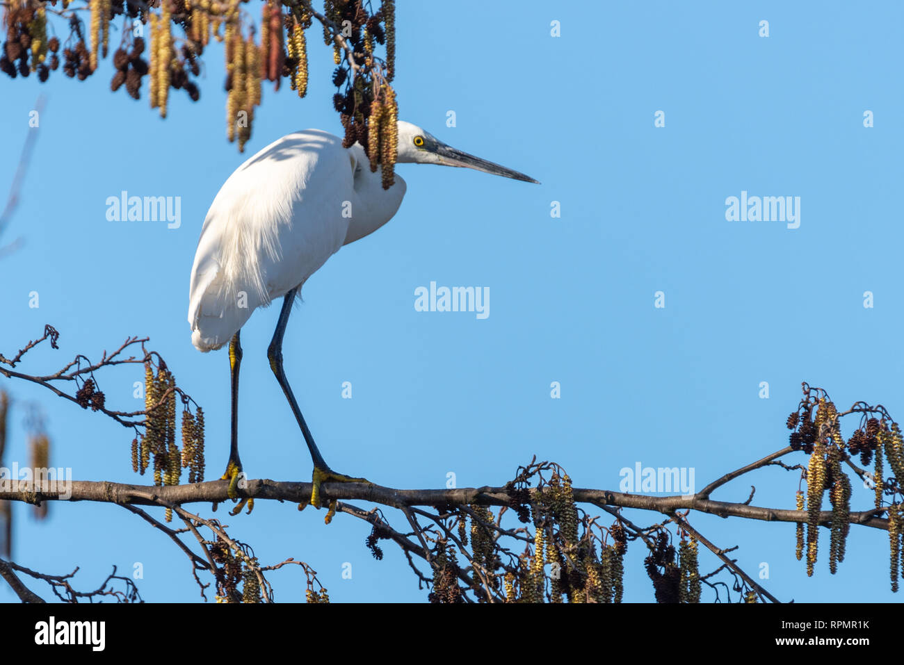 Garzetta uccello (Egretta garzetta), fiume Lea, Bedfordshire, Inghilterra Foto Stock