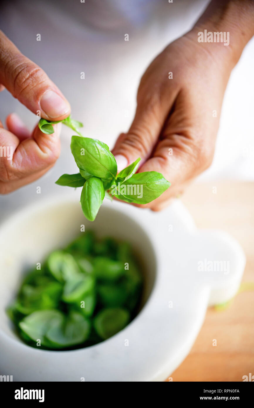 Un close-up di una femmina di chef's mani tenendo un sano stelo della DOP Fresca basilico genovese Foto Stock