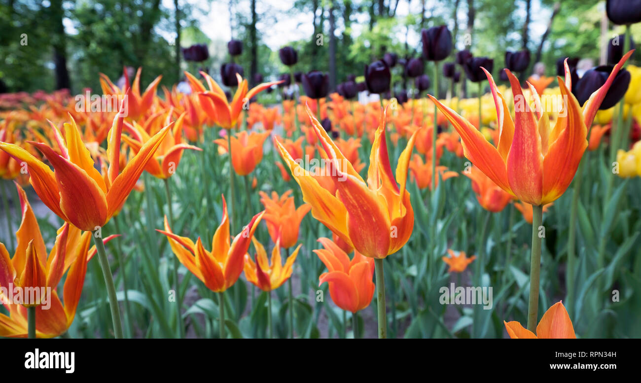 Tulip festival nel Parco di primavera sulla isola Elagin, San Pietroburgo . Foto Stock