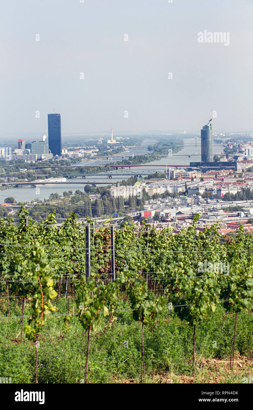 Vista su Vienna dai vigneti sul Nussberg della famiglia Wieninger Foto Stock