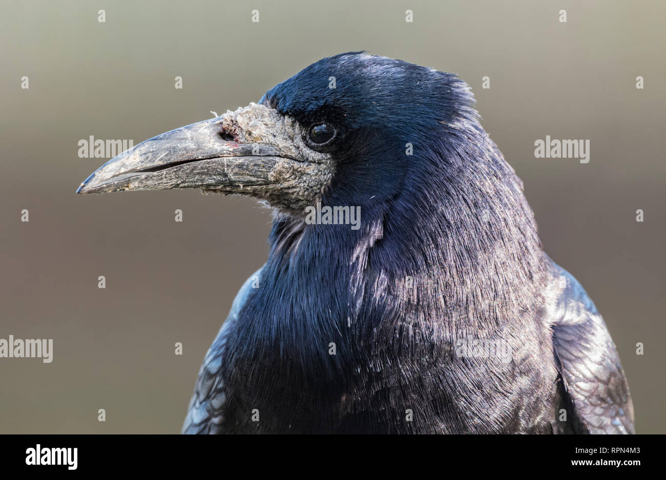 Vista laterale Vista dettagliata della testa di un adulto Rook (Corvus frugilegus) mostra che è grigia spessa bill in inverno nel West Sussex, Regno Unito. Foto Stock