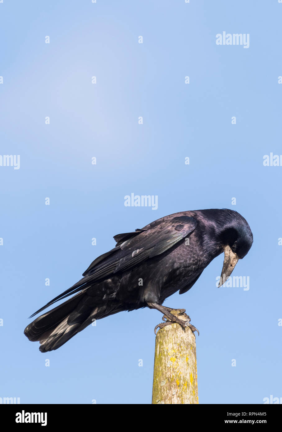 Vista laterale di un adulto Rook (Corvus frugilegus) appollaiato su un post in inverno nel West Sussex, Regno Unito contro il cielo blu. Ritratto verticale con copia spazio. Foto Stock