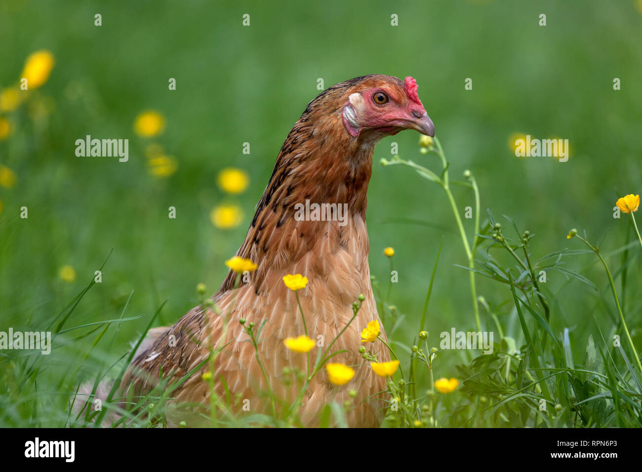 Zoologia / animali, uccelli / uccelli (Aves), Gallina Araucana in free run sul prato, Additional-Rights-Clearance-Info-Not-Available Foto Stock