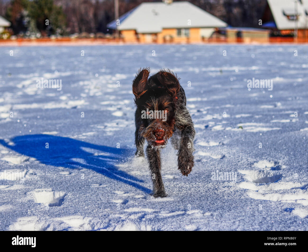 Un giocoso cane femmina in esecuzione nella neve e godere di esso. Un filo di Boemia a pelo Grifone di puntamento o korthals griffon jumping e frolick all'aperto, su alcuni me Foto Stock Un giocoso cane femmina in esecuzione nella neve e godere di esso. Un filo di Boemia a pelo Grifone di puntamento o korthals griffon jumping e frolick all'aperto, su alcuni me Foto Stock