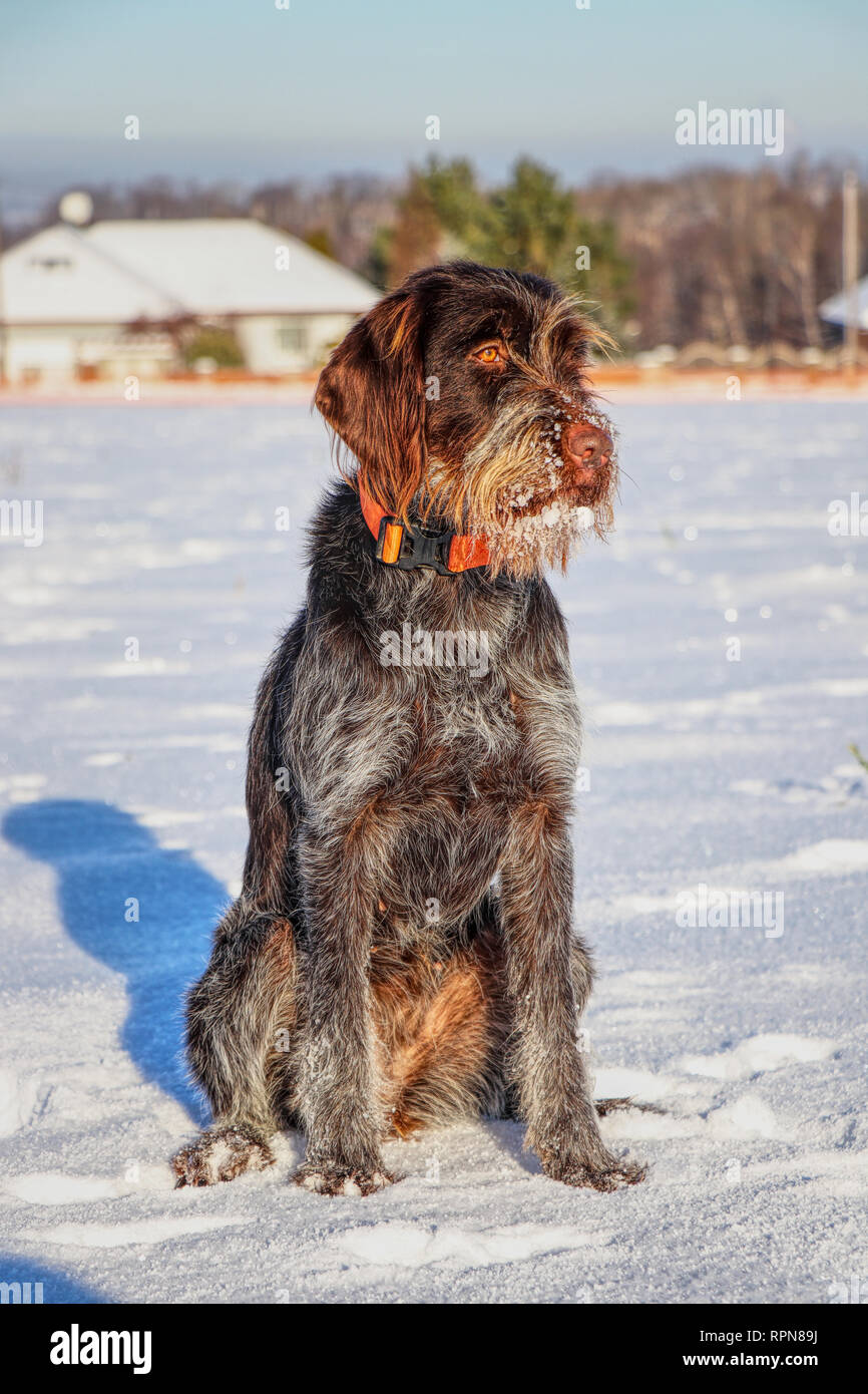 Un bel cane femmina del filo di Boemia a pelo rivolto Grifone, korthals grifone, seduto sulla neve. Ella ha la barba piena di neve. Hunter è pronto. Foto Stock