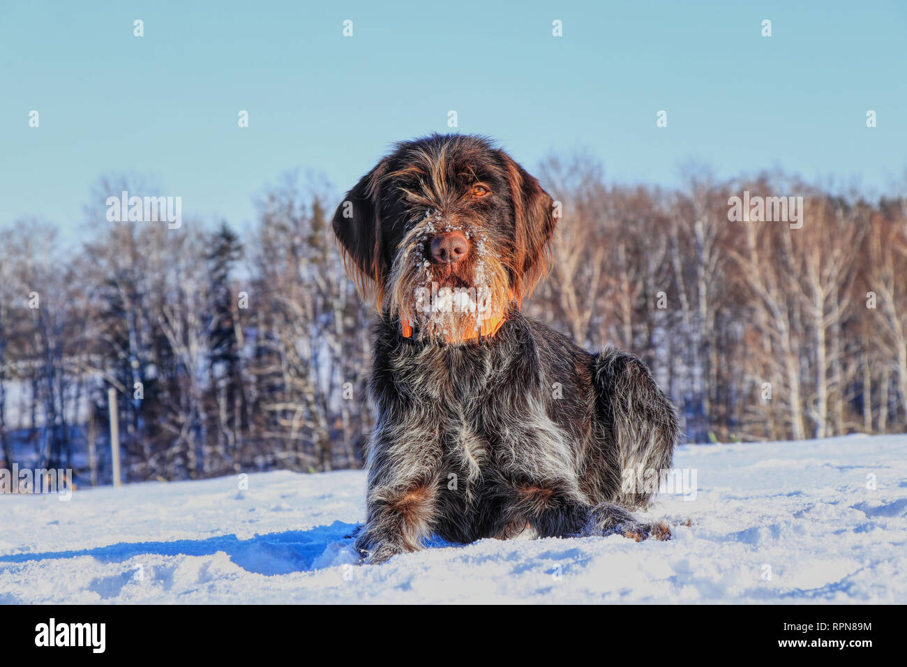Una bella Bohemian Wire-haired Grifone di puntamento giacente nella neve e in attesa di un segnale. Cesky fousek è grande cacciatore. Korthals griffon. Barbu tchequ Foto Stock Una bella Bohemian Wire-haired Grifone di puntamento giacente nella neve e in attesa di un segnale. Cesky fousek è grande cacciatore. Korthals griffon. Barbu tchequ Foto Stock