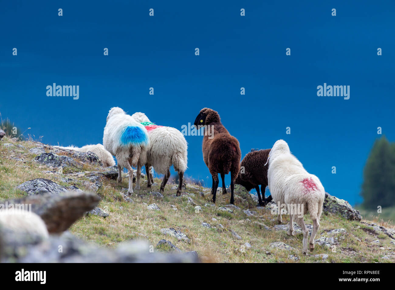 Zoologia / animali, mammifero / di mammifero, il movimento verso il basso dalla valle Tisen a Vernago damn, cattle drive di , Additional-Rights-Clearance-Info-Not-Available Foto Stock