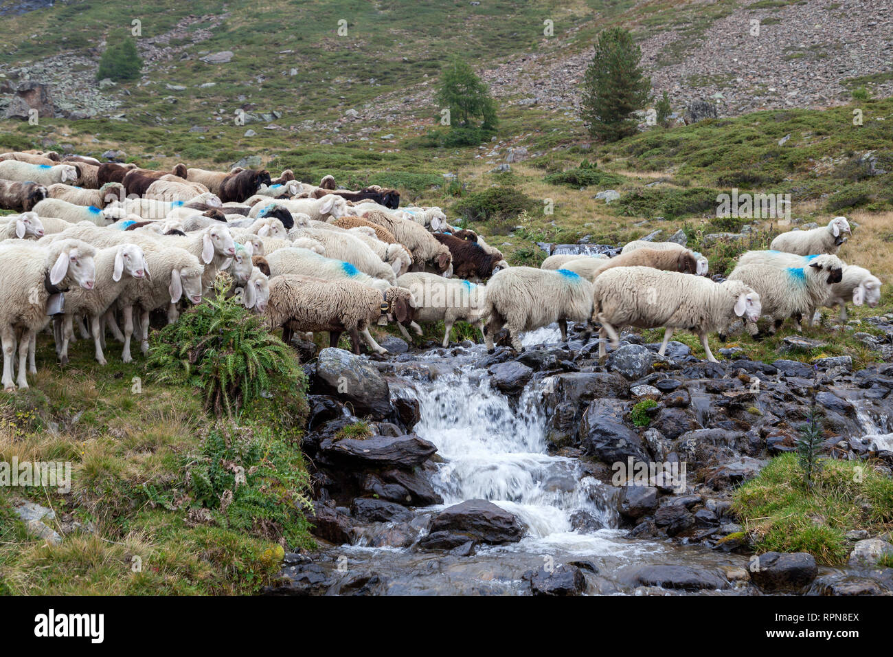 Zoologia / animali, mammifero / di mammifero, il movimento verso il basso di Val Schlandraun, cattle drive della Laaser s, Additional-Rights-Clearance-Info-Not-Available Foto Stock
