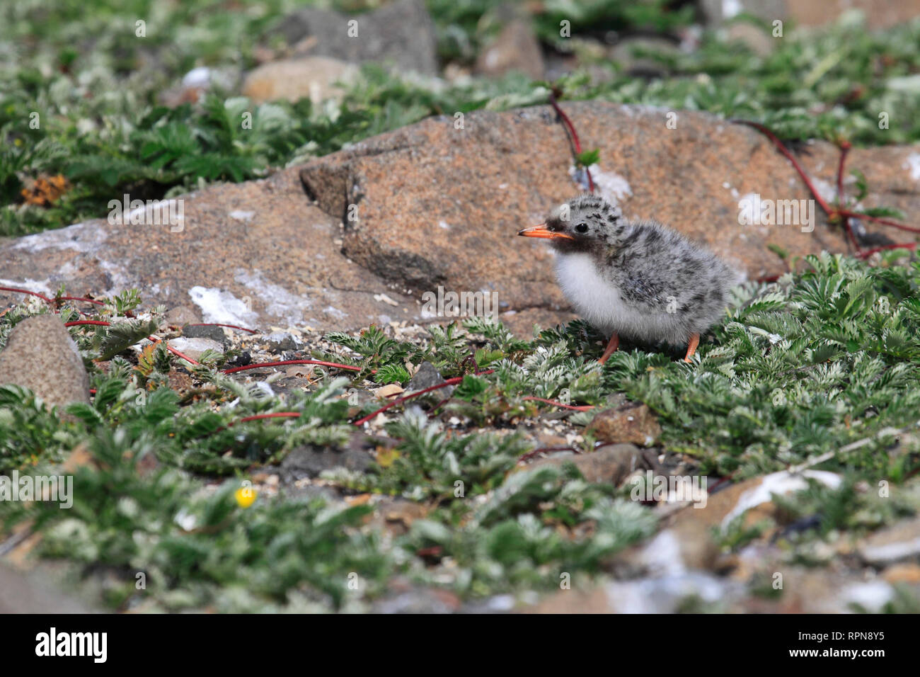 Zoologia / animali, uccelli (Aves), Arctic Tern, Arctic Tern, Sterna paradisaea, Additional-Rights-Clearance-Info-Not-Available Foto Stock