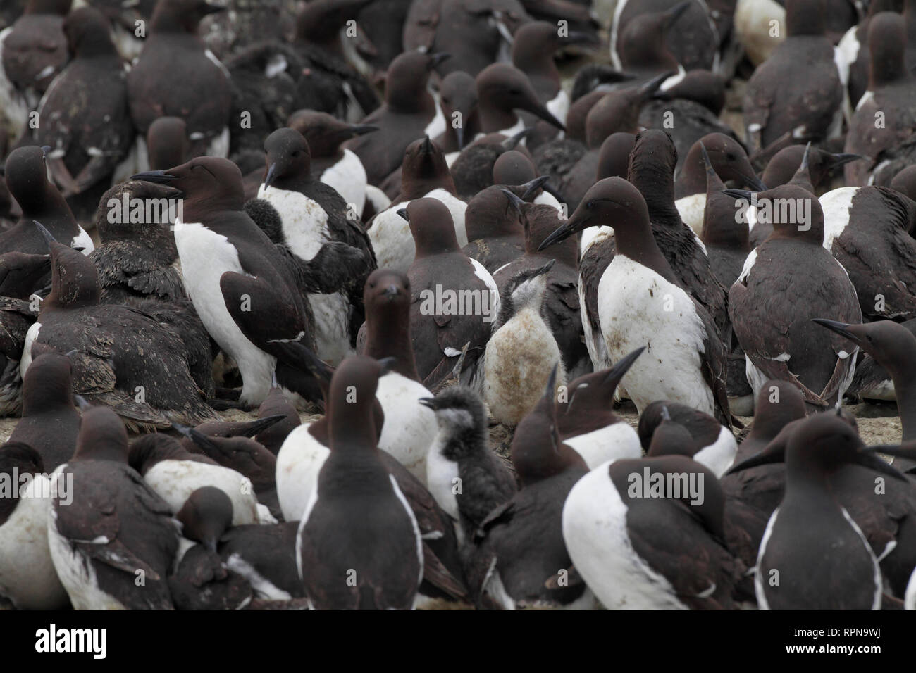 Zoologia / animali, uccelli (Aves), Comune Guillemot, comune Guillemot, Uria aalge, Additional-Rights-Clearance-Info-Not-Available Foto Stock