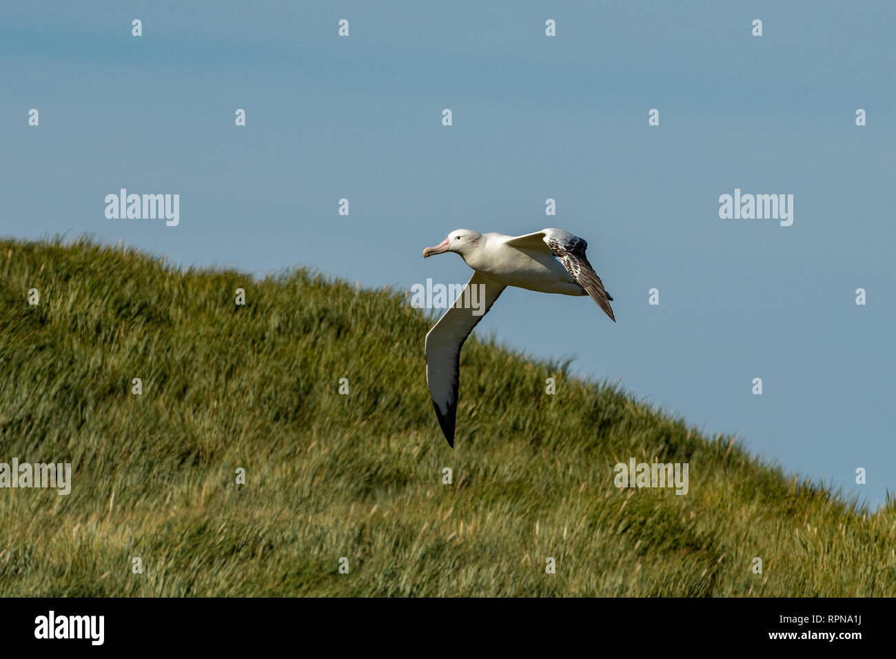 Albatro errante, Dimodea exulans a Prion Island, Georgia del Sud Foto Stock